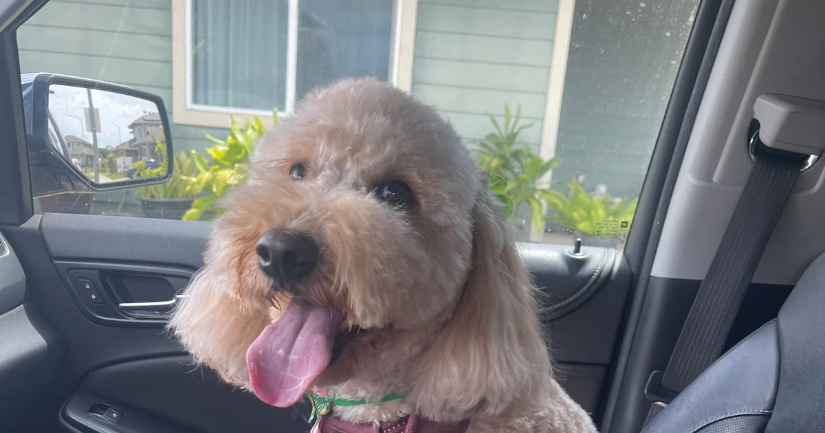 A happy dog ready for a car ride